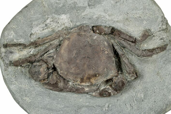 Oligocene Fossil Crab (Branchioplax) - Washington State #345498